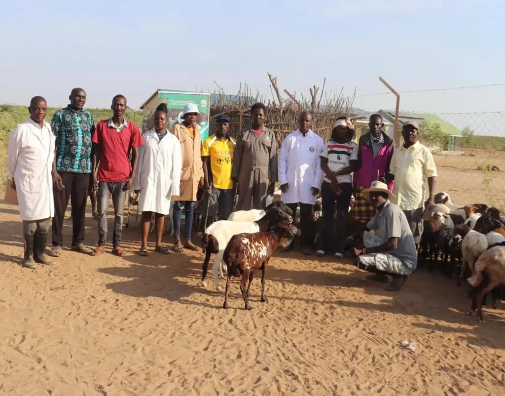 Veterinary officers vaccinating livestock during a mass animal health campaign in Elelea, Turkana East