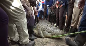 KWS Traps Rogue Crocodile at Kopiata Beach After Deadly Attacks in Siaya