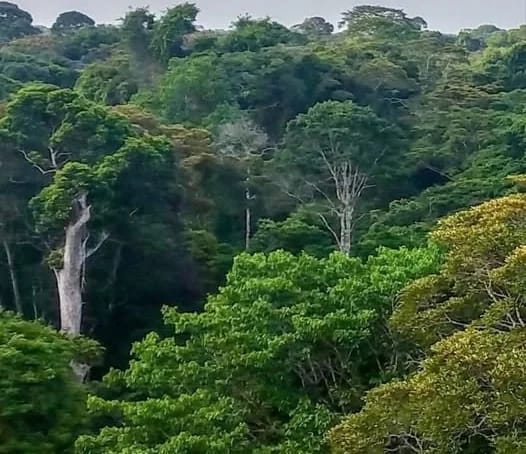 Upper Imenti Forest at the center of a High Court case challenging proposed developments and forest law amendments.