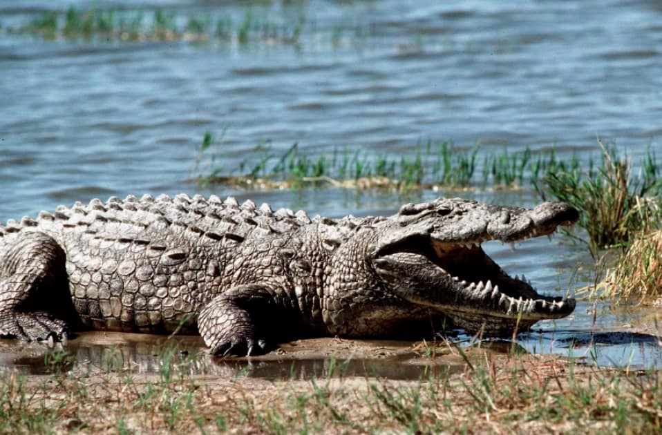 Crocodile attack at River Yala in Siaya County where woman was killed